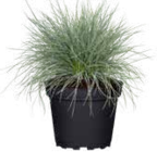 Blauschwingel Angebote bei OBI Bremerhaven für 3,99 €