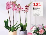 Orchidée 2 Tiges en promo chez Super U Calais à 12,99 €