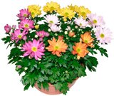 Chrysanthème coupe carnaval - Carrefour à Guyancourt Chrysanthème coupe carnaval en promo chez Carrefour Guyancourt à 4,99 €