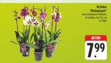 Orchidee Phalaenopsis Angebote bei EDEKA Chemnitz für 7,99 €