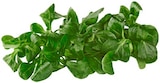 REWE - Feldsalat Angebot im Prospekt Feldsalat bei REWE im Prospekt "" für 0,99 €