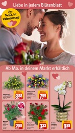 REWE Orchidee im Prospekt 