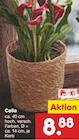 Calla im Angebot bei Netto Marken-Discount in Nordhorn Calla Angebote bei Netto Marken-Discount Nordhorn für 8,88 €