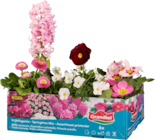 6 plantes de printemps - Lidl à Amiens 6 plantes de printemps en promo chez Lidl Amiens à 5,79 €