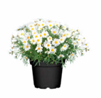 Italienische Blühpflanze bei Hagebaumarkt im Lengerich Prospekt für 4,99 €