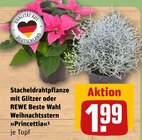 Stacheldrahtpflanze mit Glitzer im Angebot bei REWE in Neuwied Stacheldrahtpflanze mit Glitzer Angebote bei REWE Neuwied für 1,99 €