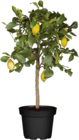 Zitronenpflanze (Citrus limon) Angebote bei Globus-Baumarkt Rostock für 29,99 €