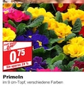 bauSpezi Neunkirchen - Primeln Angebot im Prospekt Primeln bei bauSpezi im Neunkirchen Prospekt für 0,75 €