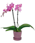 Aktuelle Blumentopf Angebote bei ALDI SÜD in Oberhausen Aktuelles Orchidee Angebot bei ALDI SÜD in Oberhausen ab 1,59 €