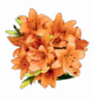 Lilien Strauß für 3,33 € bei Netto Marken-Discount im Angebot Lilien Strauß im aktuellen Netto Marken-Discount Prospekt