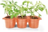 Tomatenpflanzen Angebote bei Netto Marken-Discount Gera für 3,99 €