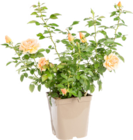 Rosiers en promo chez Botanic Rosiers dans le catalogue Botanic
