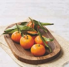 Promo Clementine de Corse IGP à 2,39 € dans le catalogue U Express à Seyssinet-Pariset