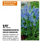 Traubenhyazinthe Angebote von Muscari Armeniacum bei OBI Saarlouis für 1,49 €