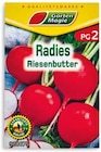 Pflücksalat 920130 Angebote von Garten Magie bei Netto Marken-Discount Rosenheim für 0,19 €
