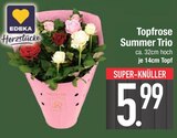 Topfrose Summer Trio von EDEKA Herztücke im aktuellen EDEKA Prospekt für 5,99 €