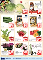 Blumen im Marktkauf Prospekt in Wismar Aktueller Marktkauf Prospekt mit Blumen, "Top Angebote", Seite 4
