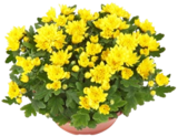 Chrysantheme im Angebot bei Kaufland in Salzgitter Chrysantheme Angebote bei Kaufland Salzgitter für 4,44 €