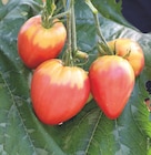 Trio de tomate cœur de bœuf bio en promo chez Botanic Trio de tomate cœur de bœuf bio dans le catalogue Botanic