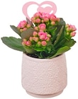 Aktuelles Mut im Herzen Kalanchoe pink Angebot bei REWE in Dortmund ab 4,79 €