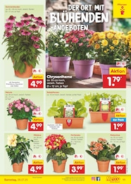 Netto Marken-Discount Chrysantheme im Prospekt Netto Marken-Discount Chrysantheme im Prospekt