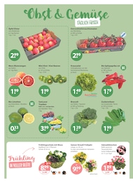 V-Markt Blumen im Prospekt 