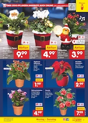 Blumen im Netto Marken-Discount Prospekt in Villingen-Schwenningen Aktueller Netto Marken-Discount Prospekt mit Blumen, "Aktuelle Angebote", Seite 7