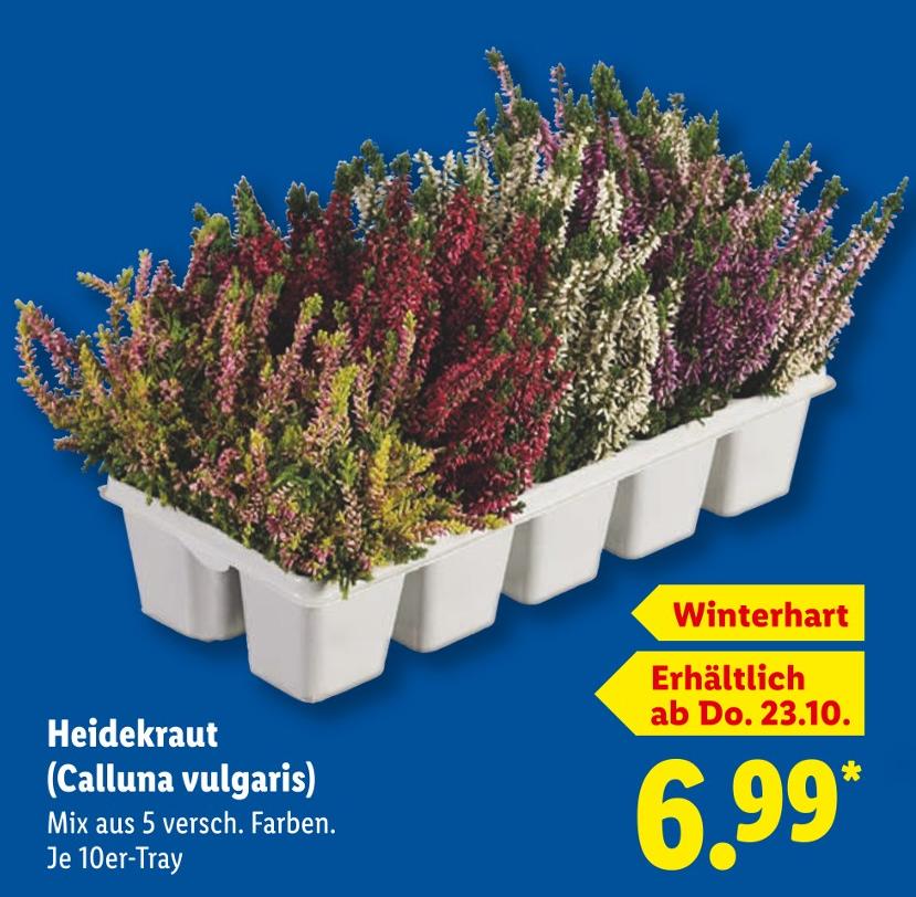 Heidekraut (Calluna vulgaris)