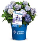 Aktuelles Hortensie 'Endless Summer' Angebot bei Hagebaumarkt in Bremen ab 16,99 €