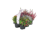 Lidl Quickborn - Herbstmix Fall in Love Angebot im Prospekt Herbstmix Fall in Love bei Lidl im Quickborn Prospekt für 5,99 €