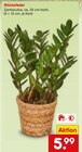 Aktuelle Pflanzen Angebote bei Netto Marken-Discount in Freiburg (Breisgau) Aktuelles Glücksfeder Angebot bei Netto Marken-Discount in Freiburg (Breisgau) ab 5,99 €