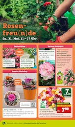 Pflanzen Kölle Schnittblumen im Prospekt Pflanzen Kölle Schnittblumen im Prospekt