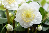 Gamm vert Montréjeau - Promo Hellebore Christmas Carol Promo Hellebore Christmas Carol à 4,99 € dans le catalogue Gamm vert à Montréjeau