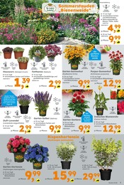 Sonnenhut Angebot & Preis im aktuellen Globus-Baumarkt Prospekt Sonnenhut Angebot im aktuellen Globus-Baumarkt Prospekt auf Seite 7