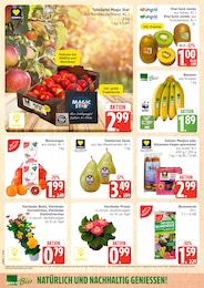 Bellis Angebot im aktuellen Marktkauf Prospekt auf Seite 8