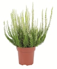 Aktuelle Pflanzen Angebote bei Lidl in Recklinghausen Aktuelles Heidekraut (Calluna vulgaris) Angebot bei Lidl in Recklinghausen ab 1,99 €