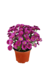 Herbstaster für 1,99 € bei OBI im Angebot Herbstaster im aktuellen OBI Prospekt