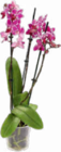 Aktuelle Pflanzen Angebote bei Netto Marken-Discount in Erfurt Aktuelles Orchidee Angebot bei Netto Marken-Discount in Erfurt ab 8,99 €