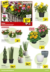 Balkonpflanzen im Hagebaumarkt Prospekt in Schwäbisch Hall Aktueller Hagebaumarkt Prospekt mit Balkonpflanzen, "VERSCHÖNERE MIT UNS DEINEN GARTEN", Seite 2