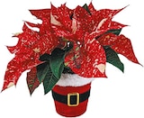 Netto mit dem Scottie Lieskau - Weihnachtsstern Angebot im Prospekt Weihnachtsstern bei Netto mit dem Scottie im Lieskau Prospekt für 4,99 €