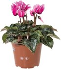 Cyclamen en promo chez Lidl Amiens à 1,59 €