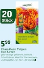 Chamäleon Tulpen Sun Lover Angebote von Kölle's Beste bei Pflanzen Kölle Esslingen für 5,99 €