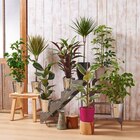 Plante verte - Carrefour à Aulnay-sous-Bois Plante verte en promo chez Carrefour Aulnay-sous-Bois à 19,99 €