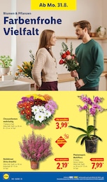 Chrysanthemen Angebot & Preis im aktuellen Lidl Prospekt Chrysanthemen Angebot im aktuellen Lidl Prospekt auf Seite 26