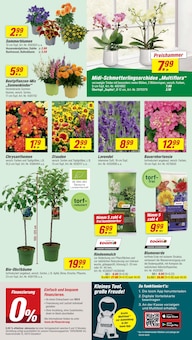 Hortensie im toom Baumarkt Prospekt "Respekt, wer's selber macht." mit 14 Seiten (Dresden)