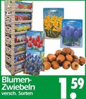 Aktuelles Blumen-Zwiebeln Angebot bei Wreesmann in Bremerhaven ab 1,59 €