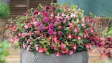 Fuchsie Angebote bei toom Baumarkt Wunstorf für 3,59 €