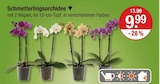 Aktuelles Schmetterlingsorchidee Angebot bei V-Markt in München ab 9,99 €