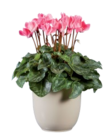 Mini cyclamen en promo chez Lidl Calais à 1,15 €
