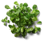 Franz./ital. Feldsalat bei Kaufland im Haby Prospekt für 1,29 €